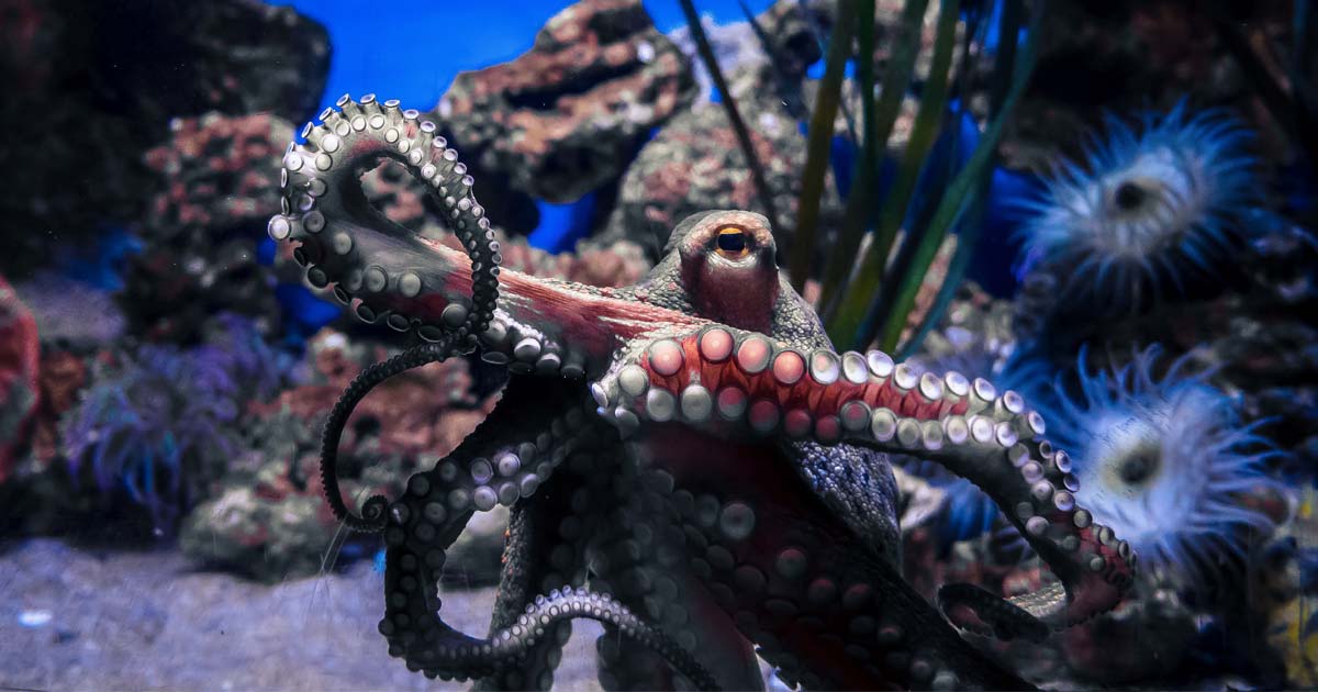 Octodots | Blog | The amazing intelligence of the octopus